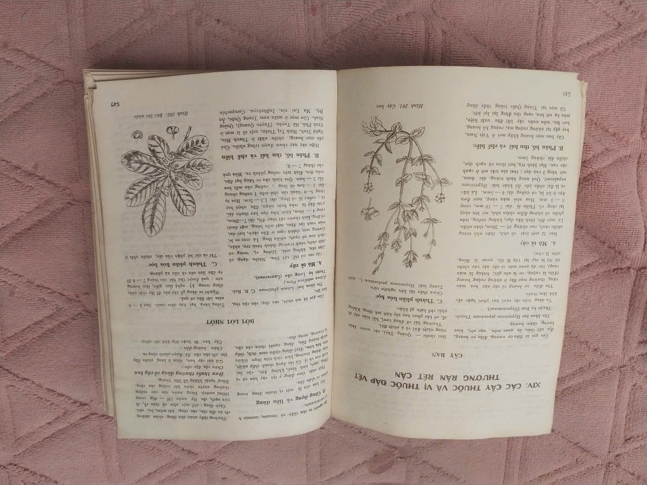 Medicinal Plants and Remedies of Vietnam (Những Cây Thuốc và Vị Thuốc Việt Nam) – Prof. Dr. Do Tat Loi, 1986 | Rare Vietnamese Book