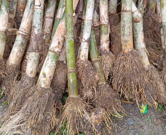 Phach Tre (Vietnamese Bamboo Clappers) & Canh (Traditional Vietnamese Small Brass Gong)