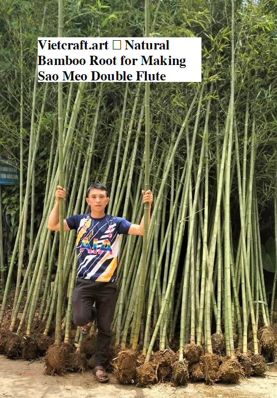Vietnamese Double Sao Meo Flute – Smoked Bamboo Root | Traditional Vietnamese Highland Instrument