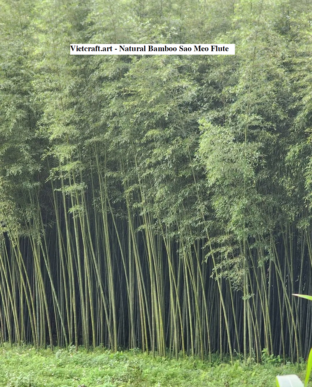 Vietnamese Double Sao Meo Flute – Smoked Bamboo Root | Traditional Vietnamese Highland Instrument