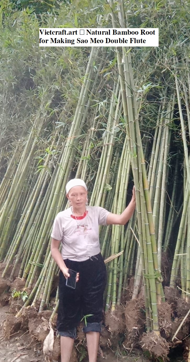 Vietnamese Double Sao Meo Flute – Smoked Bamboo Root | Traditional Vietnamese Highland Instrument